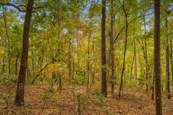 Картинка природа лес простор