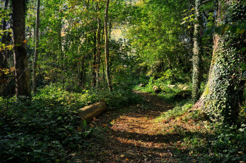 Картинка природа лес простор