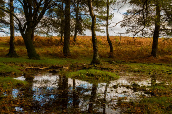 Картинка природа пейзажи река лес