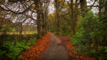 Картинка природа дороги простор