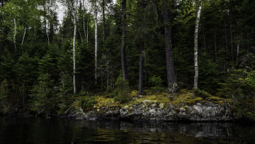 Картинка природа лес река