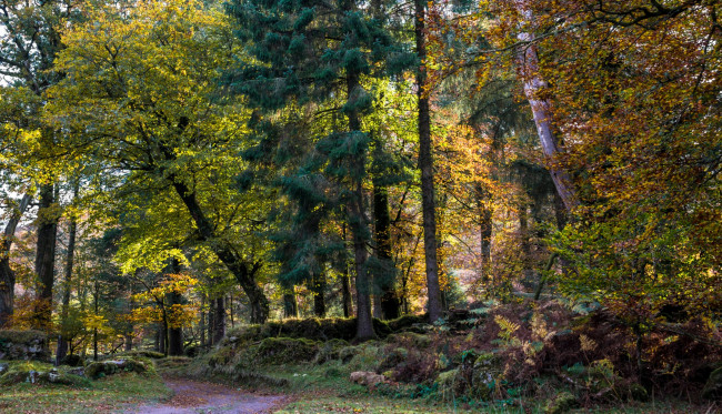 Обои картинки фото природа, лес, простор