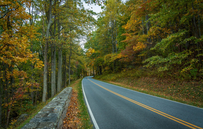 Обои картинки фото природа, дороги, река, лес