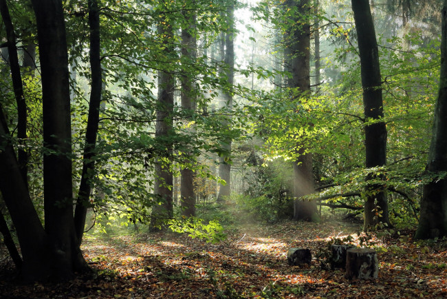 Обои картинки фото природа, лес, простор