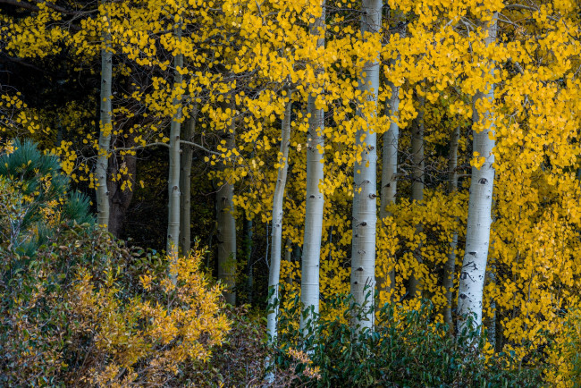 Обои картинки фото природа, лес, простор