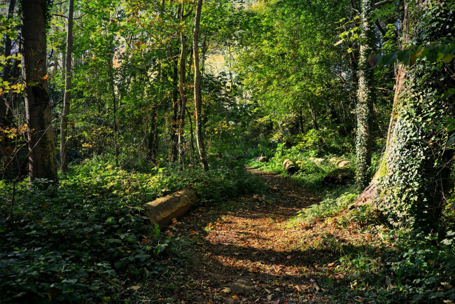 Обои картинки фото природа, лес, простор