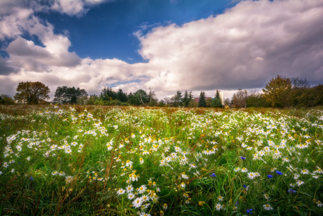 Обои картинки фото природа, луга, простор