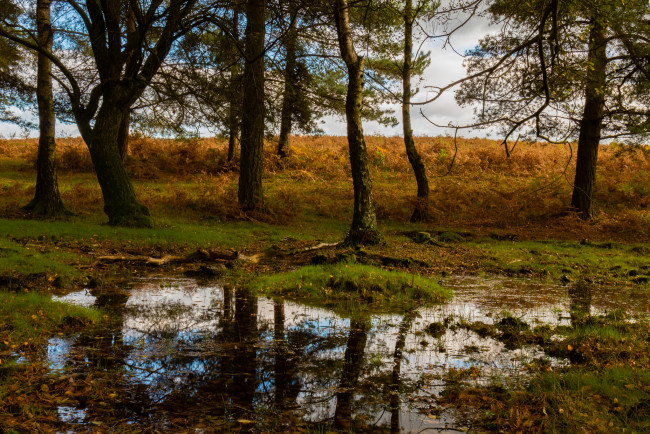 Обои картинки фото природа, пейзажи, река, лес