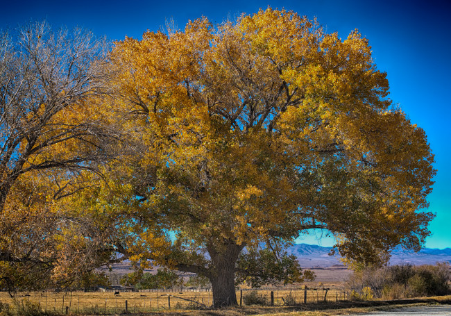 Обои картинки фото природа, деревья, река, лес