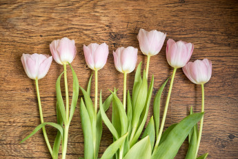 Картинка цветы тюльпаны весна