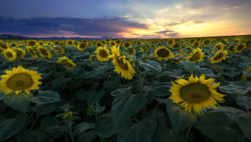 Картинка цветы подсолнухи поле