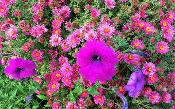 Картинка цветы разные+вместе фон лепестки