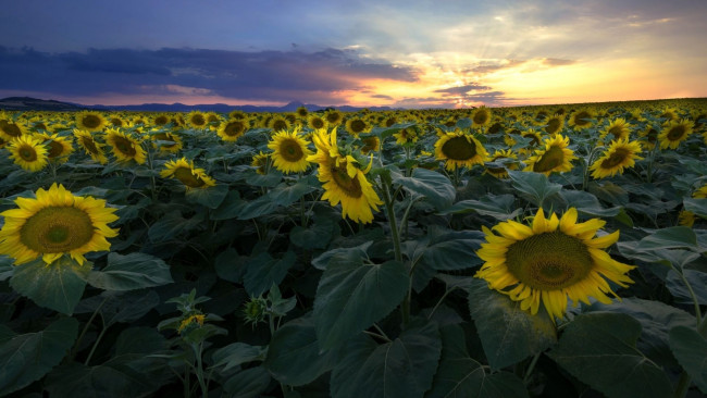 Обои картинки фото цветы, подсолнухи, поле