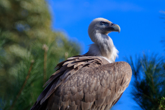 Обои картинки фото животные, птицы - хищники, птица, взгляд