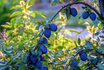 Картинка природа плоды сливы