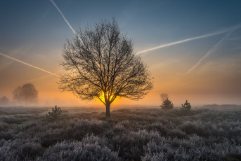 Картинка природа деревья простор