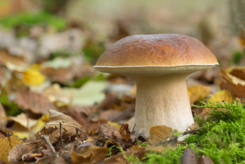 Картинка природа грибы простор