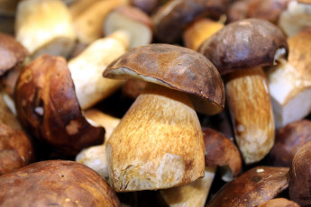 Картинка еда грибы +грибные+блюда боровики