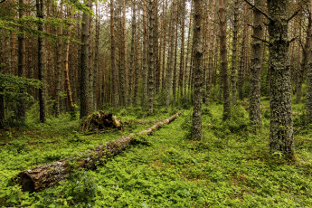 Картинка природа лес простор