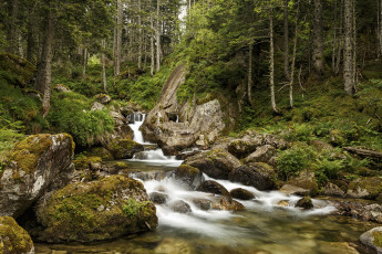 Картинка природа лес простор