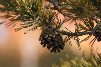 Картинка природа шишки +жёлуди +каштаны