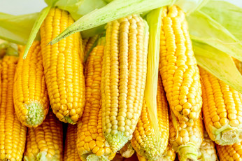 Картинка еда кукуруза снедь