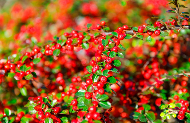 Обои картинки фото природа, ягоды, кизильник