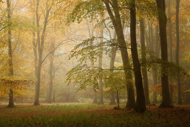 Обои картинки фото природа, лес, простор