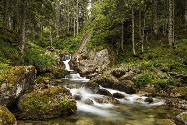 Обои картинки фото природа, лес, простор