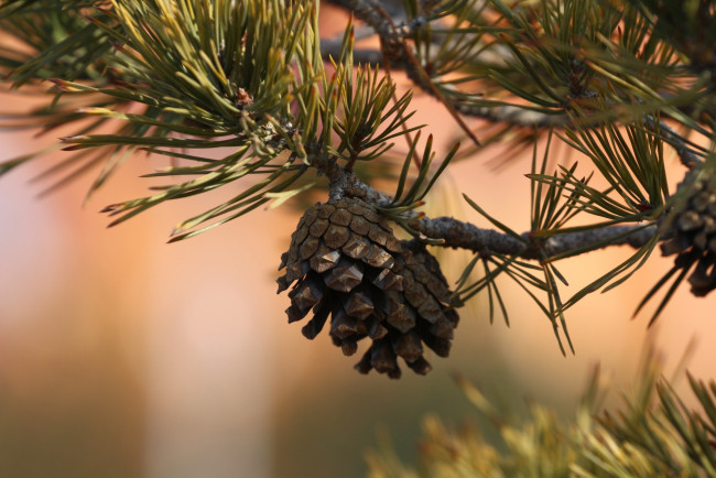 Обои картинки фото природа, шишки,  жёлуди,  каштаны