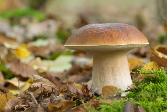 Обои картинки фото природа, грибы, простор