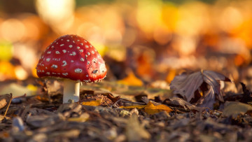 Картинка природа грибы +мухомор мухомор