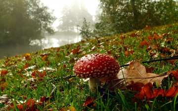 Картинка природа грибы +мухомор мухомор