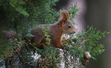 Картинка а+это+белочка+ животные белки ветки белка хвоя шишки