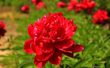 Картинка цветы пионы красные