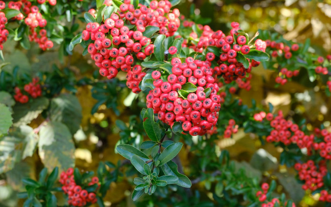 Обои картинки фото pyracantha, пираканта, природа, ягоды