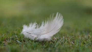 обоя перышко, разное, перья, перо, трава, пух, макро