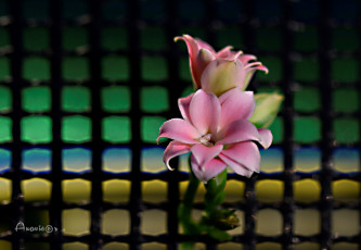 Картинка цветы каланхоэ