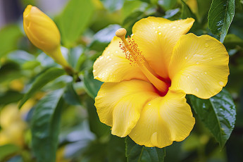 обоя цветы, гибискусы, желтый, гибискус, капли, макро