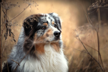 обоя животные, собаки, собака, луг, трава, зонтики, сухостой, осень