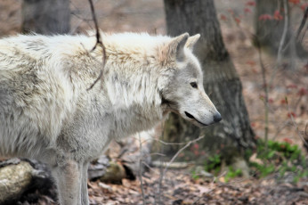 Картинка животные волки +койоты +шакалы волк лес осень