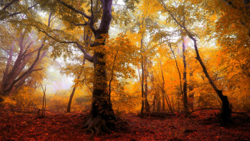 обоя природа, лес, деревья, листья, хворост, осень