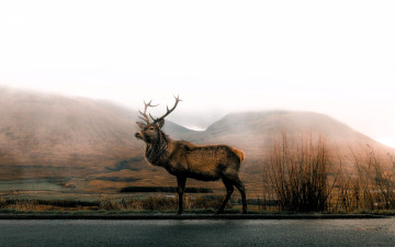 обоя животные, олени, олень, горы, туман, кусты, луг