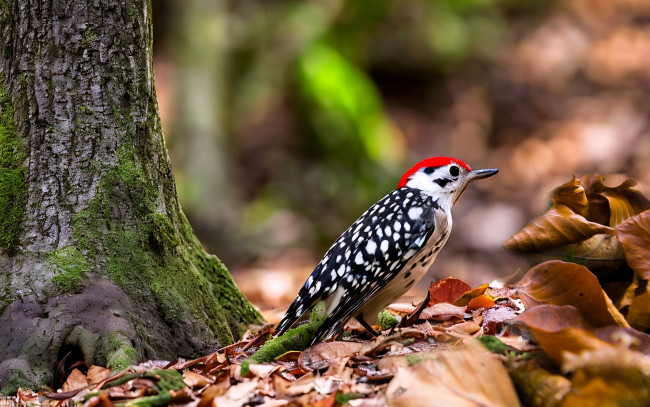 Обои картинки фото животные, дятлы, дятел, дерево, мох, листья, осень