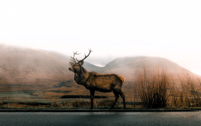 Обои картинки фото животные, олени, олень, горы, туман, кусты, луг