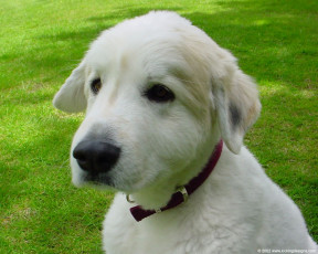 Картинка животные собаки