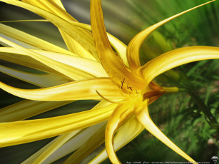 Картинка цветы