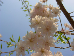 Картинка цветы цветущие деревья кустарники