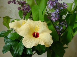 Картинка цветы разные вместе