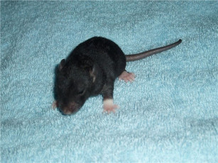 Картинка животные крысы мыши